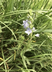 Veronica austriaca