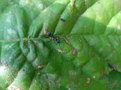 Myrmhopla
