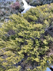 Leptospermum rupestre
