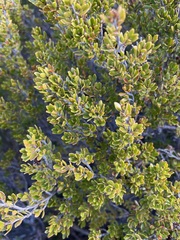 Leptospermum rupestre