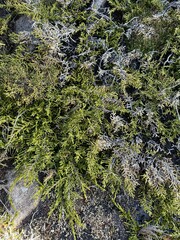 Microcachrys tetragona