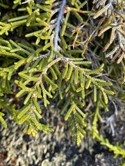 Microcachrys tetragona