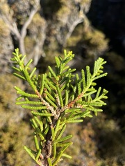 Microcachrys tetragona