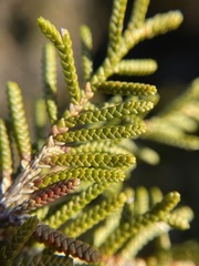 Microcachrys tetragona