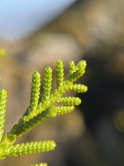 Microcachrys tetragona