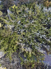 Microcachrys tetragona