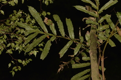 Hicksbeachia pinnatifolia