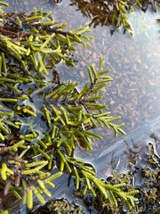 Microcachrys tetragona