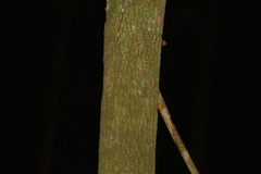 Hicksbeachia pinnatifolia