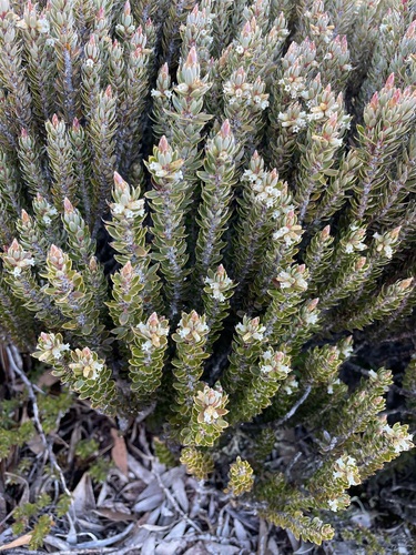 Planocarpa petiolaris, photograph 3