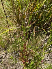 Epilobium tetragonum