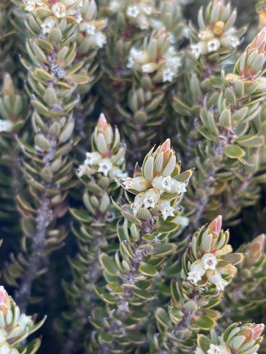 Planocarpa petiolaris, photograph 2