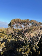 Eucalyptus subcrenulata