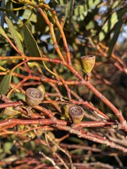 Eucalyptus subcrenulata