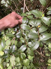 Metrosideros fulgens