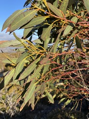 Eucalyptus subcrenulata