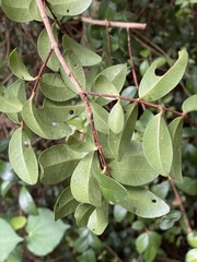 Metrosideros fulgens