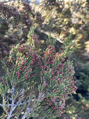 Pherosphaera hookeriana