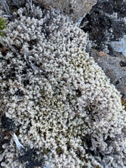 Racomitrium lanuginosum