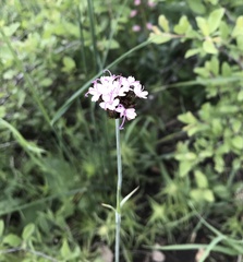 Dianthus pontederae
