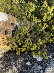 Podocarpus lawrencei