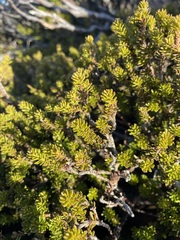 Podocarpus lawrencei