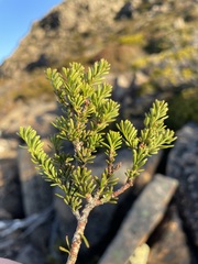Podocarpus lawrencei