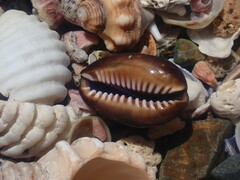 Monetaria caputserpentis