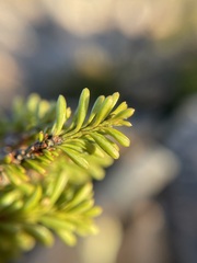 Podocarpus lawrencei