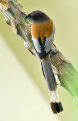 Dendrocitta vagabunda