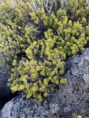 Podocarpus lawrencei