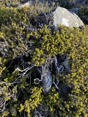 Podocarpus lawrencei