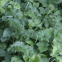 Cenolophium denudatum