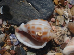 Phalium areola