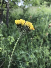 Pilosella cymosa