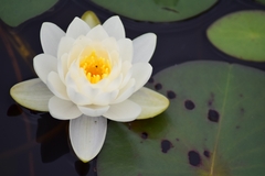 Nymphaea odorata