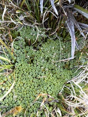 Pterygopappus lawrencei