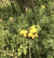 Pilosella cymosa