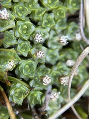 Pterygopappus lawrencei