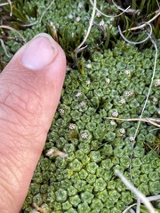 Pterygopappus lawrencei