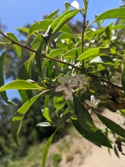 Myoporum petiolatum