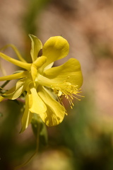 Aquilegia longissima
