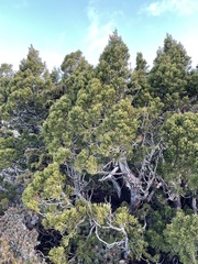 Athrotaxis cupressoides