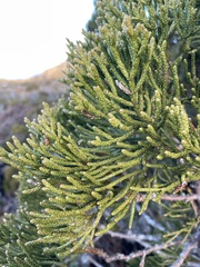 Athrotaxis cupressoides