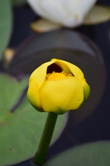 Nuphar variegata