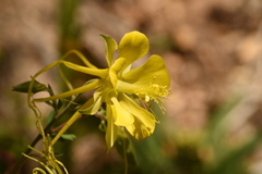 Aquilegia longissima