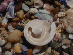 Bellastraea squamifera