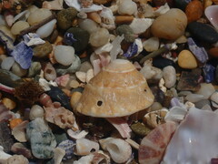 Bellastraea squamifera