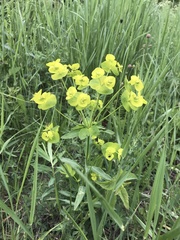 Euphorbia salicifolia