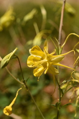 Aquilegia longissima